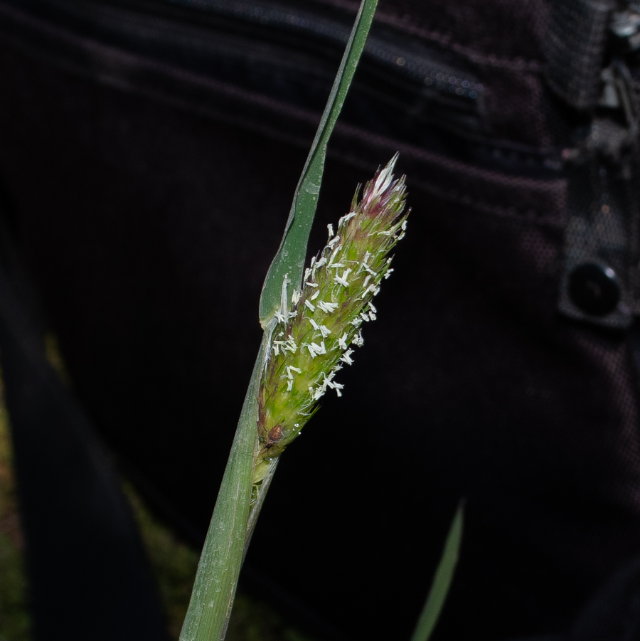 Изображение особи Phalaris brachystachys.