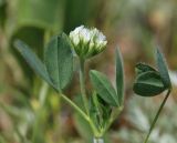 Trifolium leucanthum. Верхушка цветущего растения. Крым, Керченский п-ов, Приазовье, Караларская степь, засолённая степь. 6 мая 2021 г.