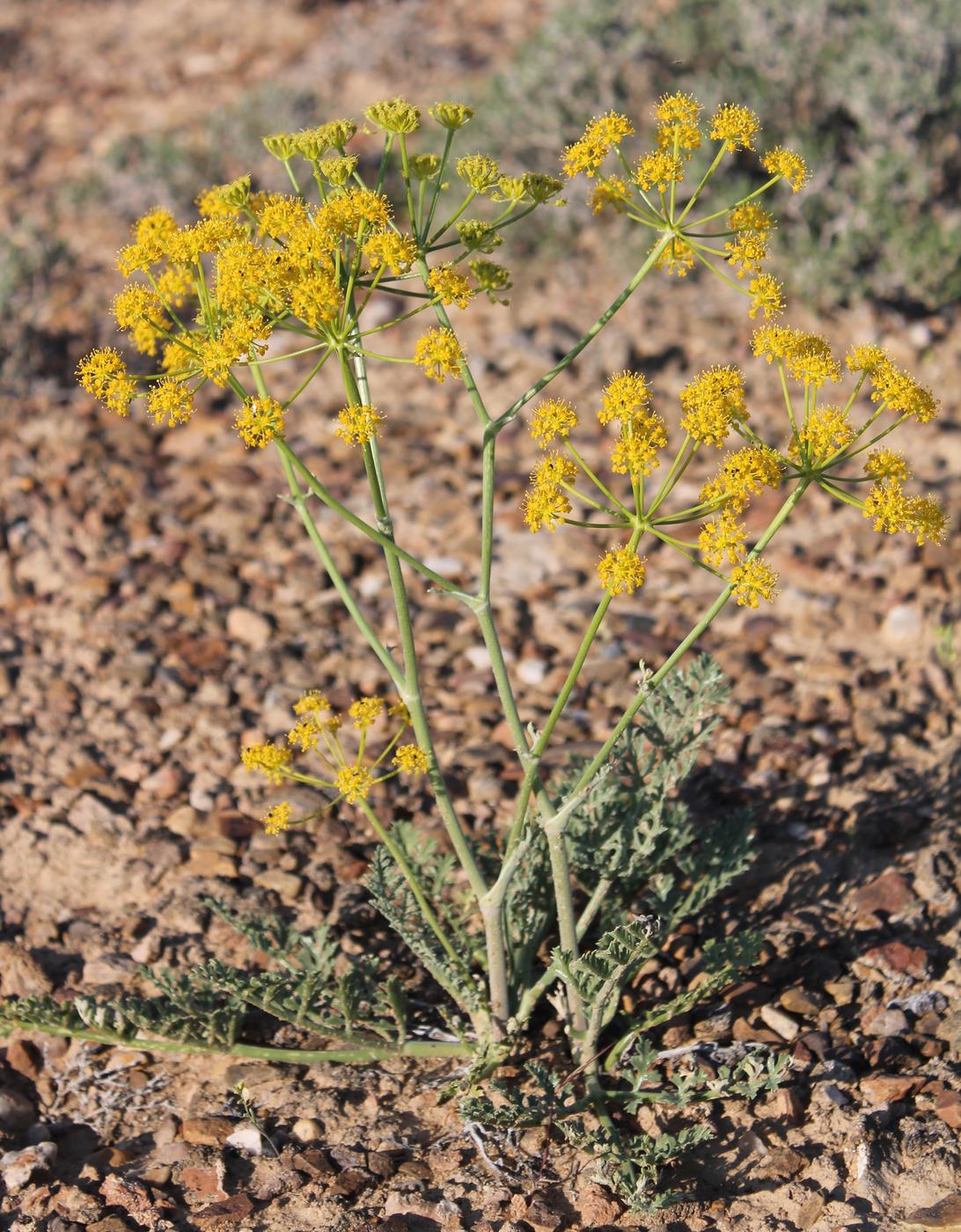 Image of Ferula nuda specimen.