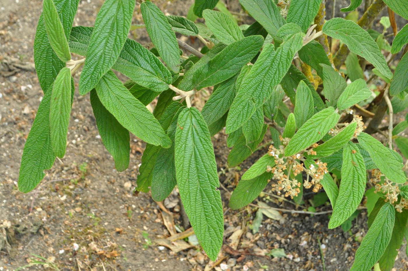 Image of Viburnum rhytidophyllum specimen.