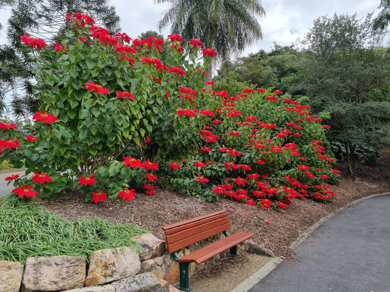 Изображение особи Euphorbia pulcherrima.