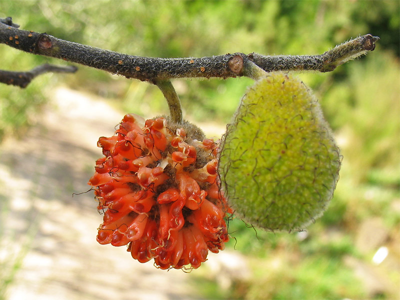 Изображение особи Broussonetia papyrifera.