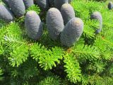 Abies koreana. Ветвь с шишками. Беларусь, г. Минск, Курасовщина, территория церкви. 24.06.2021.