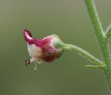 Image of taxon representative. Author is Александр Фатерыга