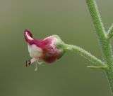 Scrophularia variegata. Цветок. Дагестан, Унцукульский р-н, окр. с. Майданское, сланцевая осыпь. 14 июня 2021 г.