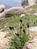 Carex melanantha. Отцветающие растения. Узбекистан, Чаткальский хр., окр. Арашанских озёр, около 3300 м н.у.м., каменистый склон. 14.07.2021.