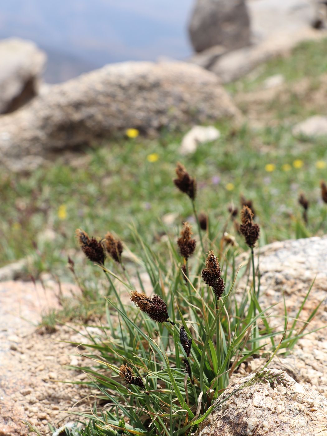 Изображение особи Carex melanantha.