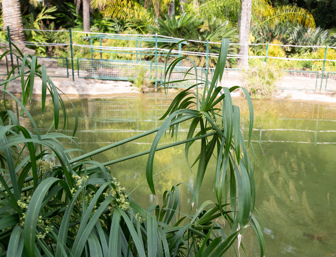 Image of Cyperus involucratus specimen.