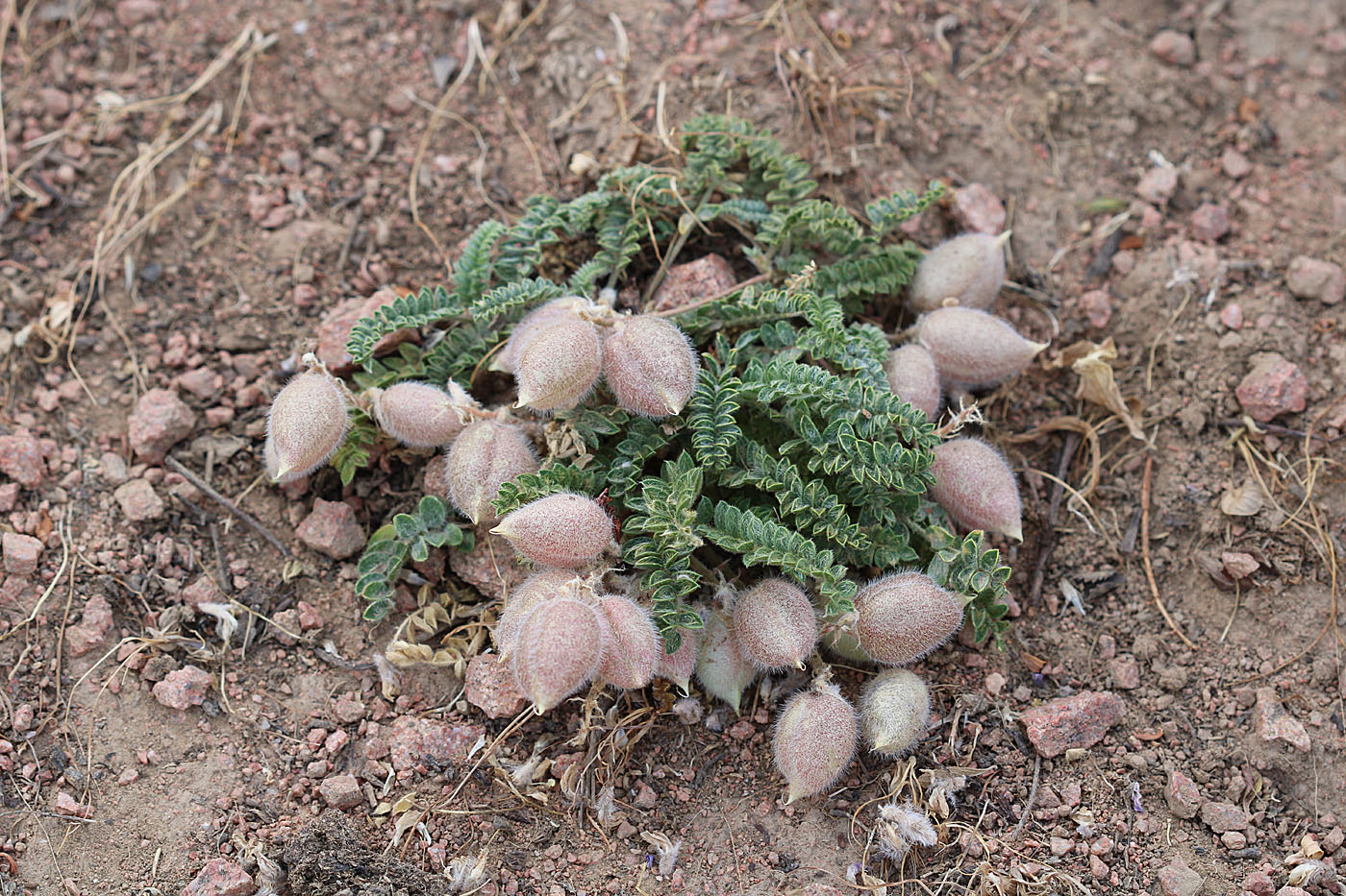 Image of Oxytropis submutica specimen.