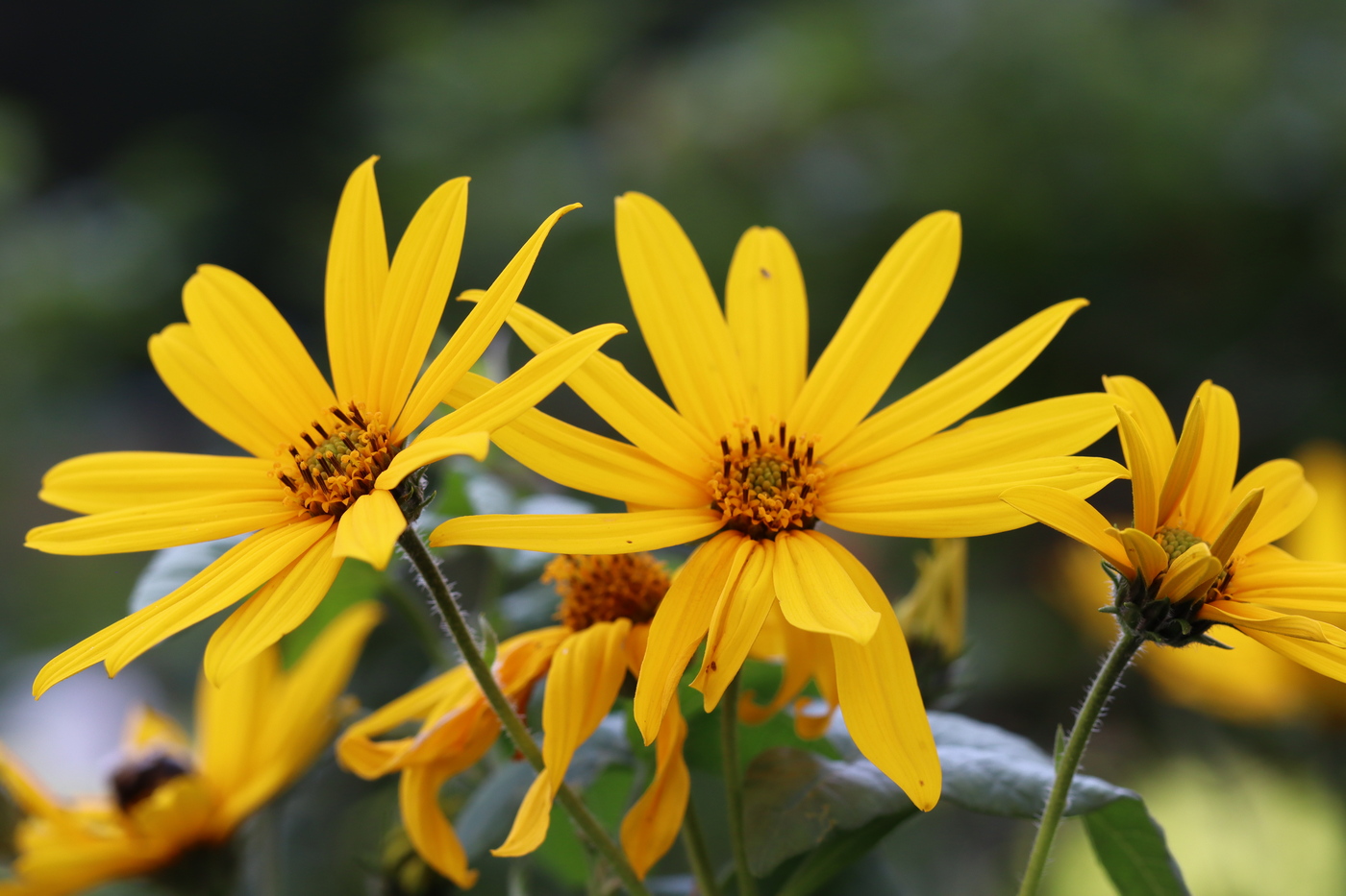 Изображение особи Helianthus tuberosus.