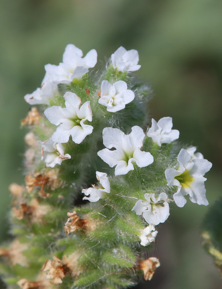 Image of Heliotropium europaeum specimen.