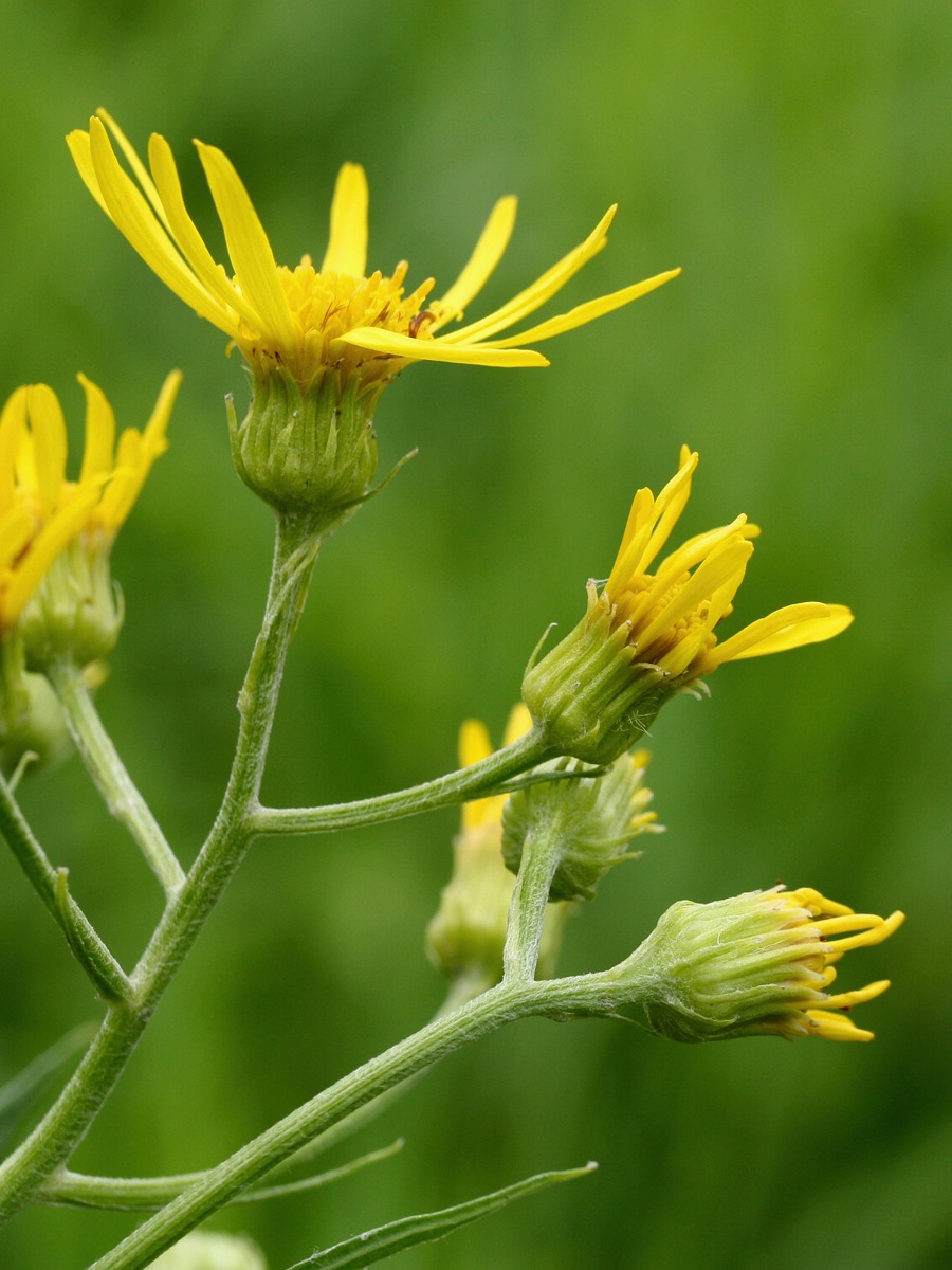 Изображение особи Senecio paludosus.