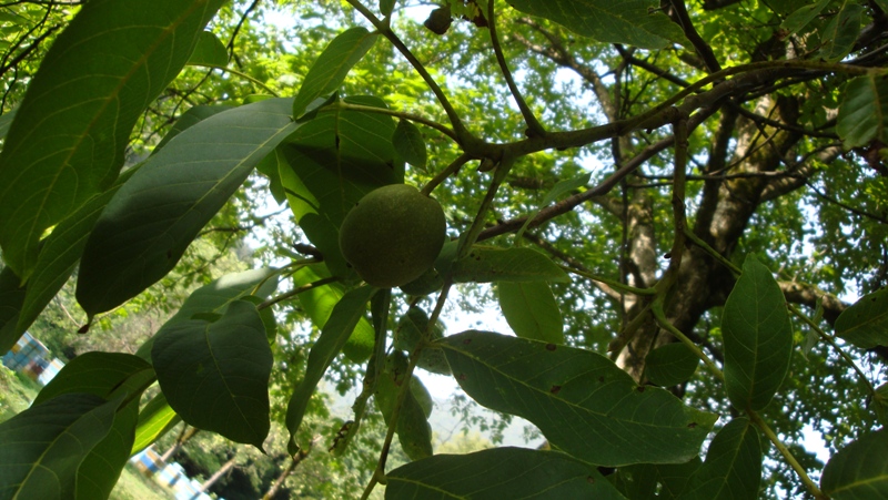 Изображение особи Juglans regia.