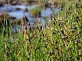 Equisetum variegatum. Верхушки побегов. Магаданская обл., Ольский р-н, побережье Охотского моря, Тауйская губа, руч. Наледный, на берегу. 19.08.2018.