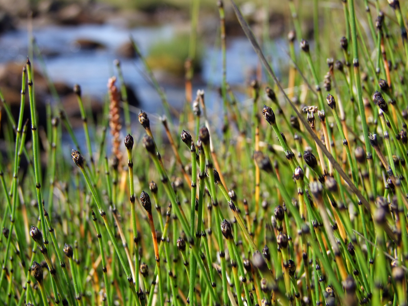 Изображение особи Equisetum variegatum.