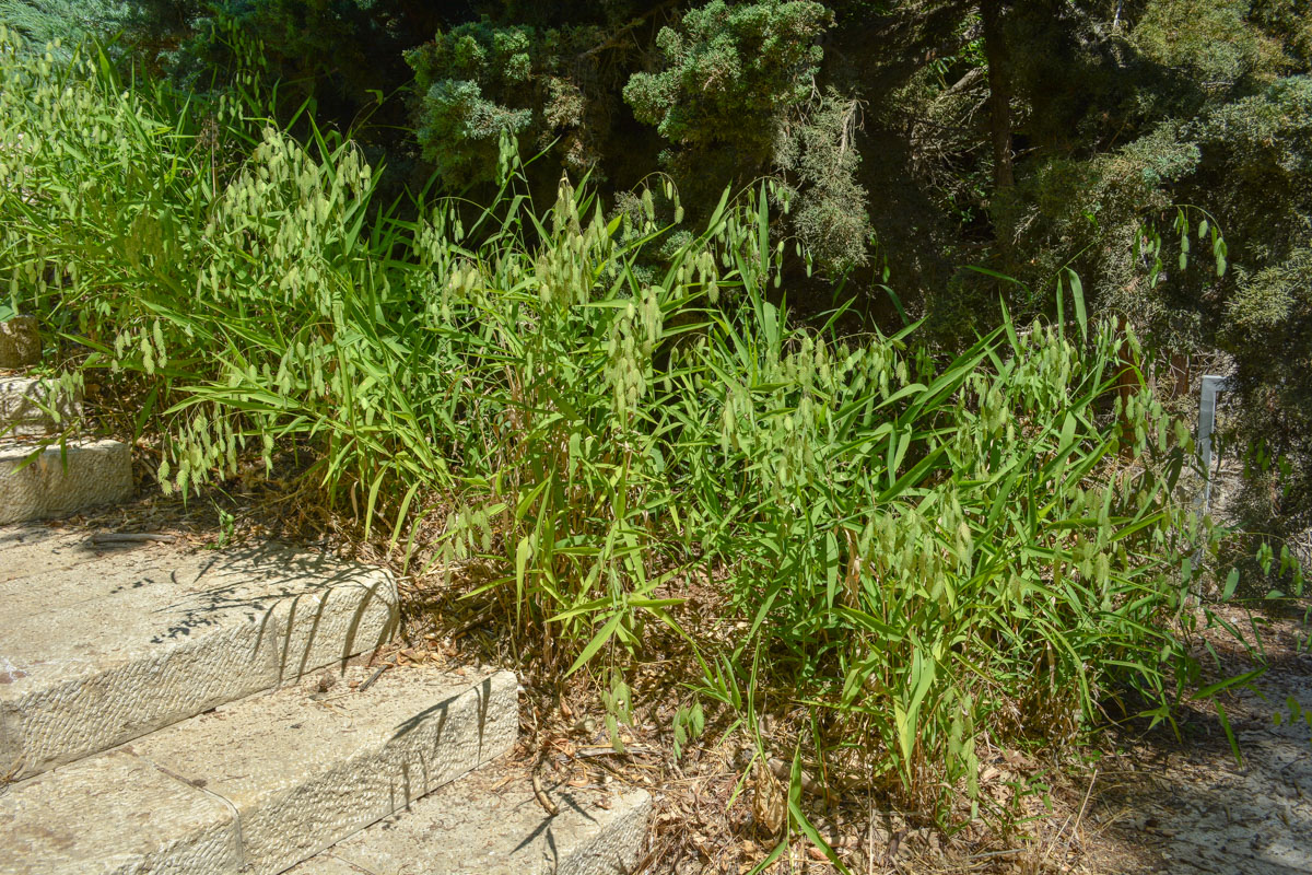 Изображение особи Chasmanthium latifolium.