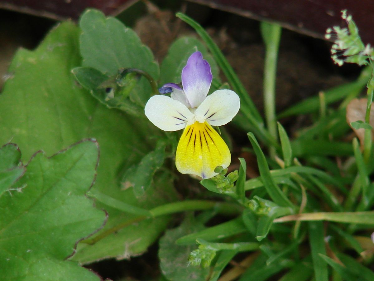 Изображение особи Viola tricolor.