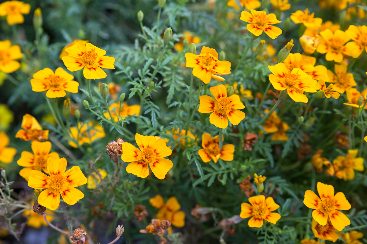 Изображение особи Tagetes tenuifolia.