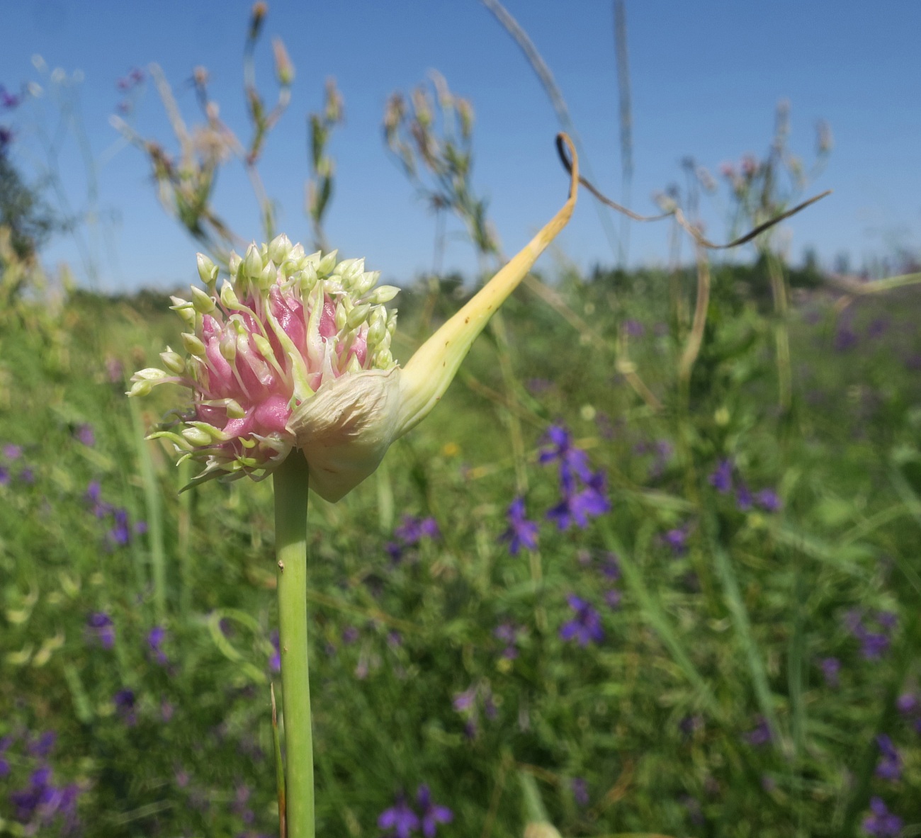 Изображение особи Allium sativum.