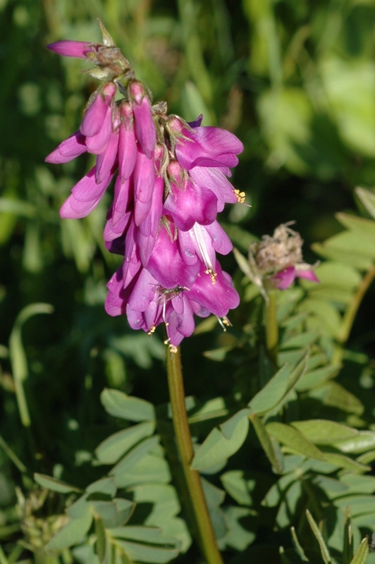 Изображение особи Hedysarum austrosibiricum.