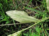 Cardaria draba