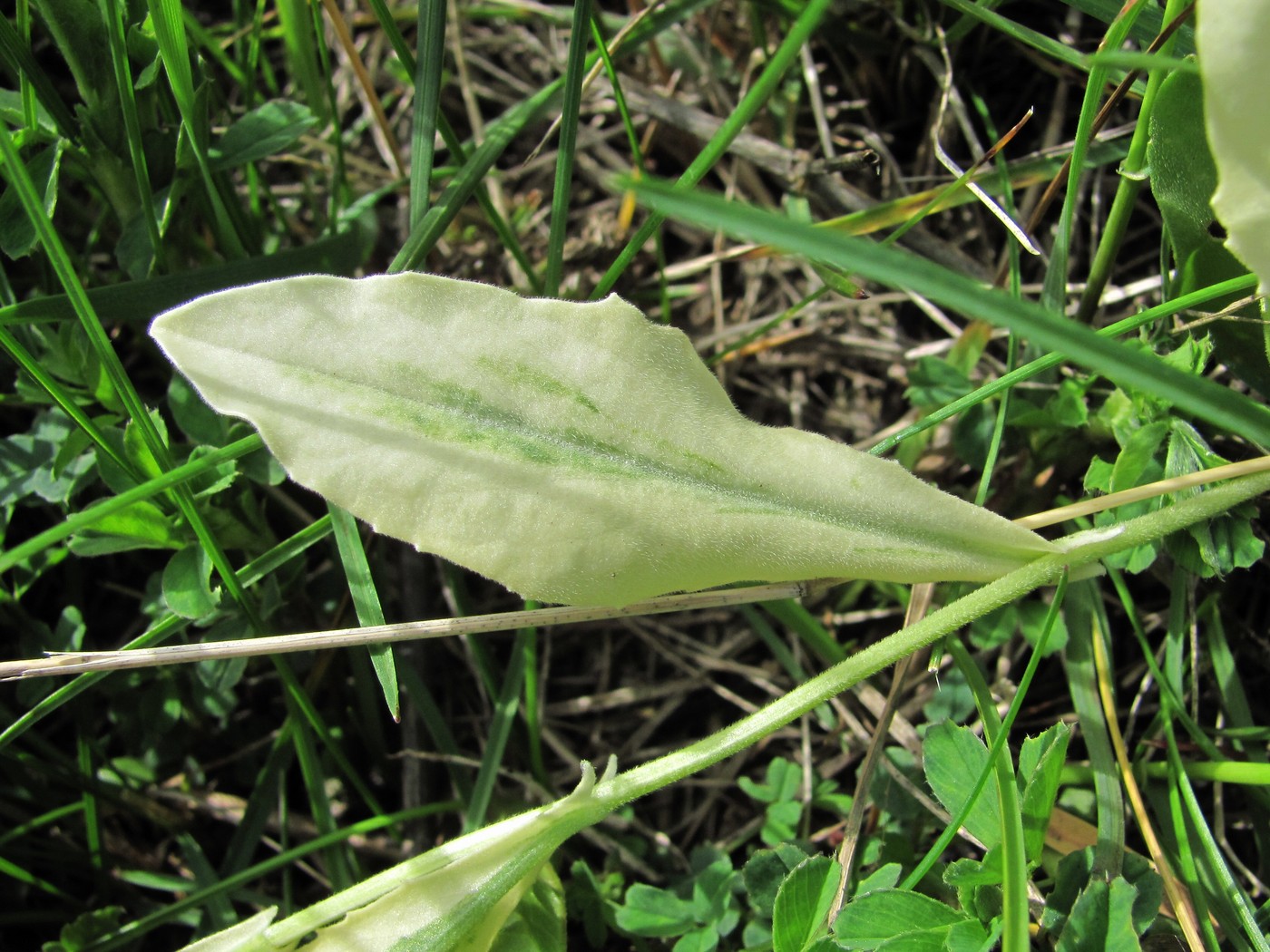 Image of Cardaria draba specimen.