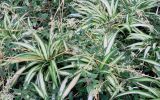 Chlorophytum comosum. Вегетирующие растения на клумбе в сообществе с аборигенным Convolvulus arvensis. Болгария, Бургасская обл., г. Несебр, курортный р-н Солнечный Берег, ул. Цветочная, в культуре. 13.09.2021.