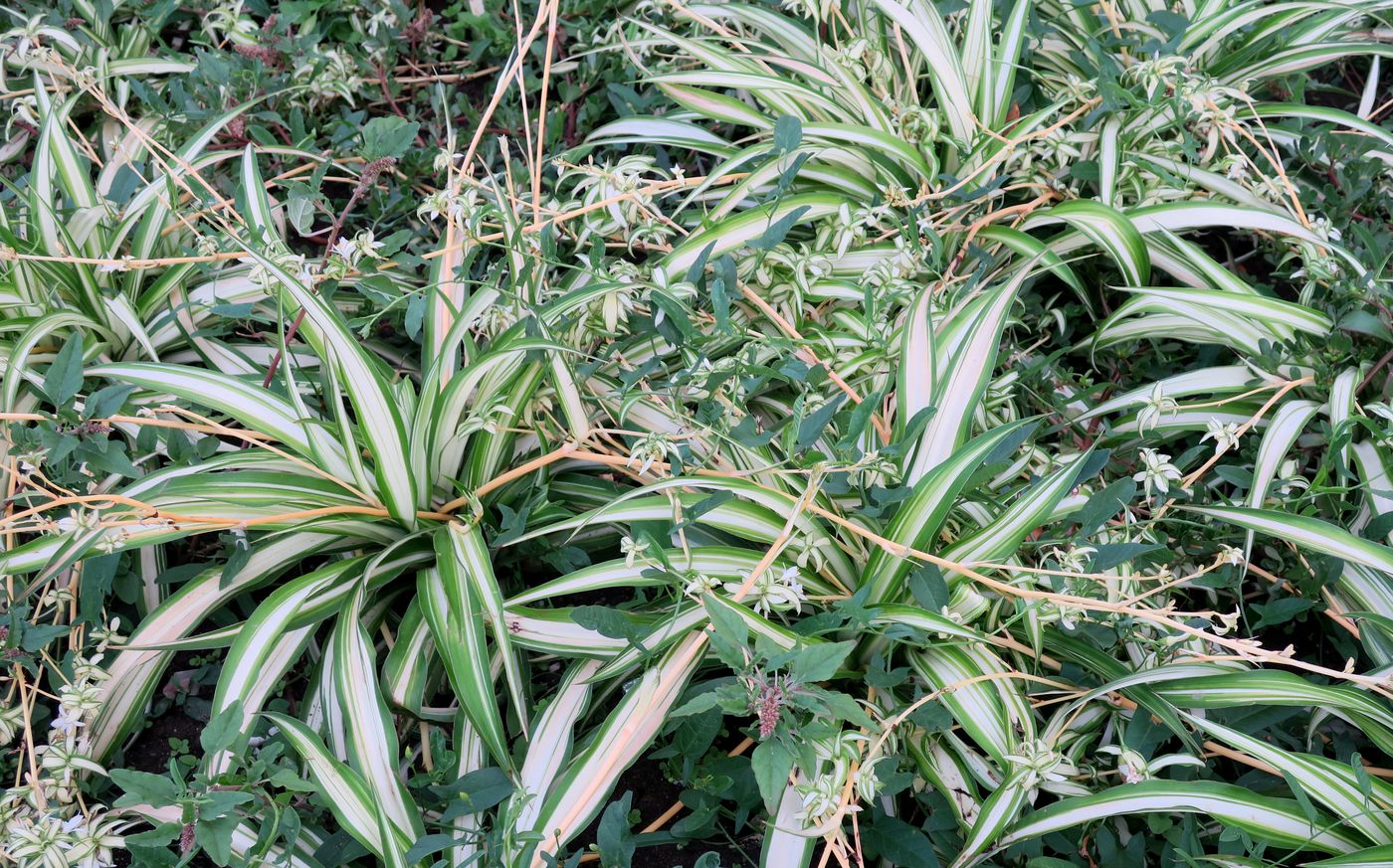 Image of Chlorophytum comosum specimen.