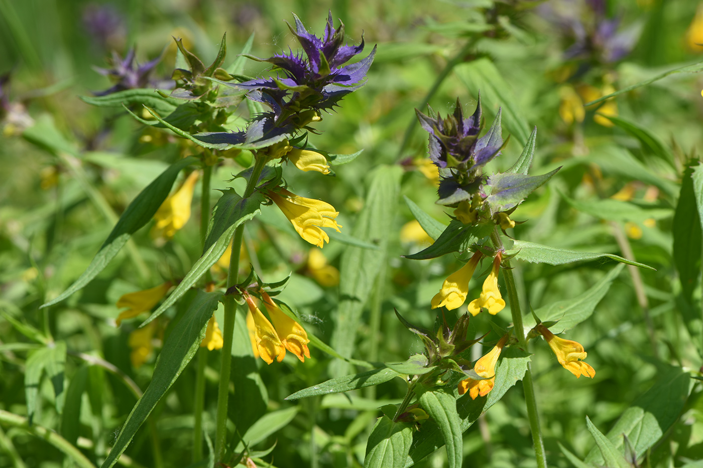 Изображение особи Melampyrum nemorosum.