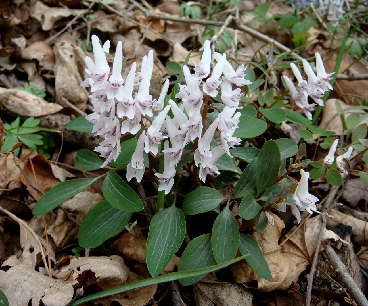 Image of Corydalis repens specimen.