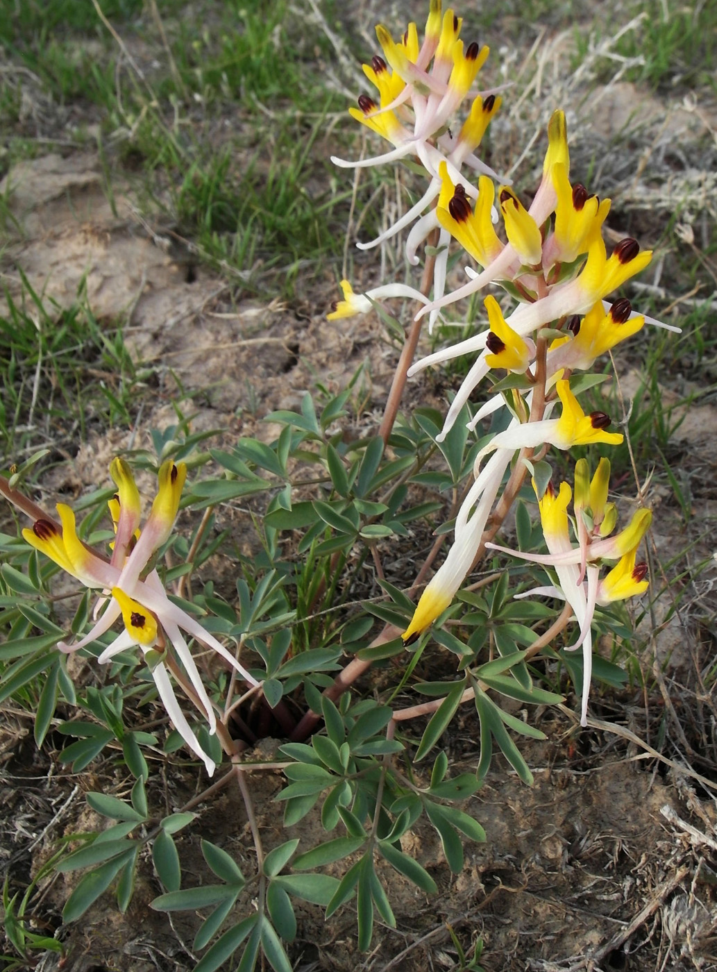 Image of Corydalis ainae specimen.