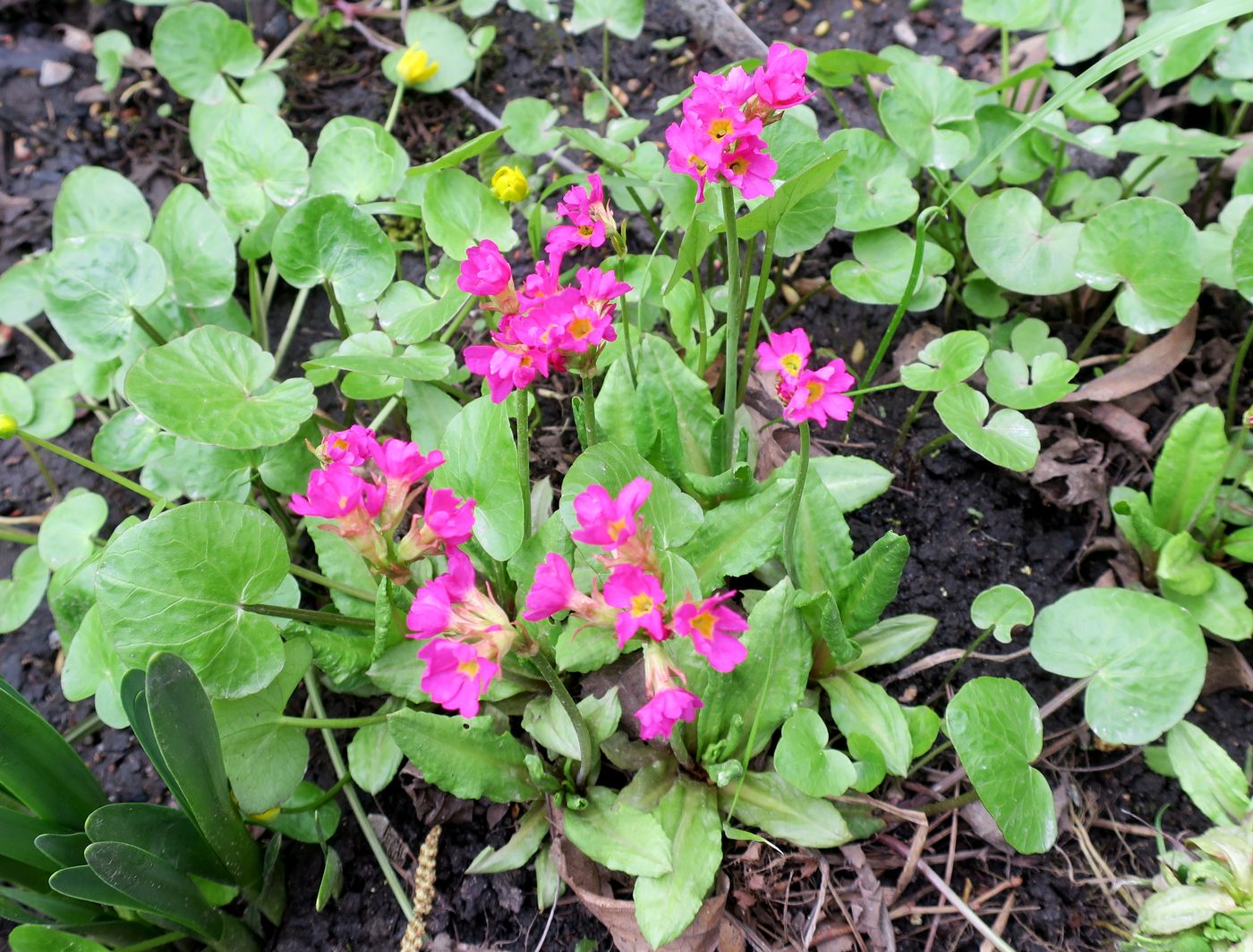 Image of Primula rosea specimen.