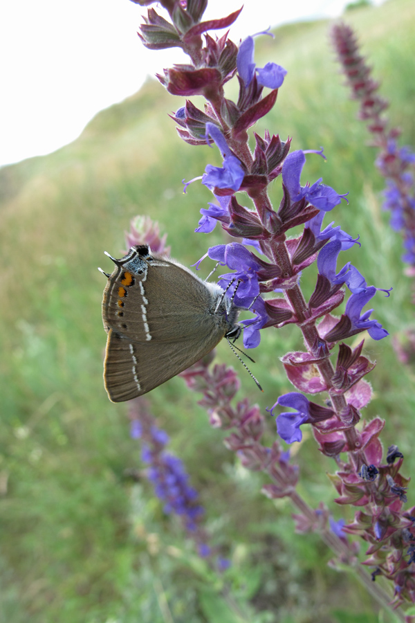 Image of Salvia tesquicola specimen.