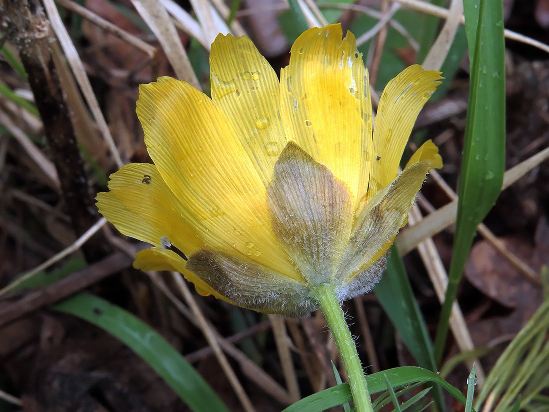 Image of Adonis vernalis specimen.