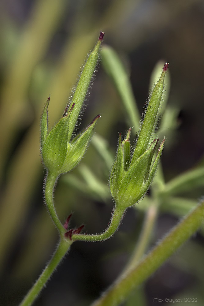 Изображение особи Geranium dissectum.