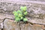Picea pungens форма glauca. Молодое растение. Костромская обл., г. Нерехта, фундамент церкви. 16.06.2022.