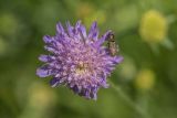 Knautia arvensis. Соцветие c кормящимся жуком-щелкуном. Ростовская обл., Шолоховский р-н, окр. станицы Вёшенская, опушка леса. 13.06.2022.