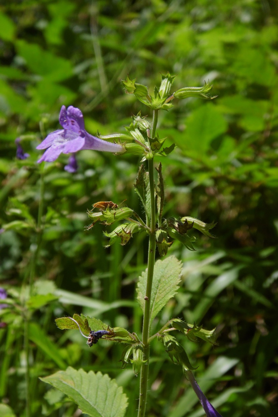 Изображение особи Drymosiphon grandiflorus.