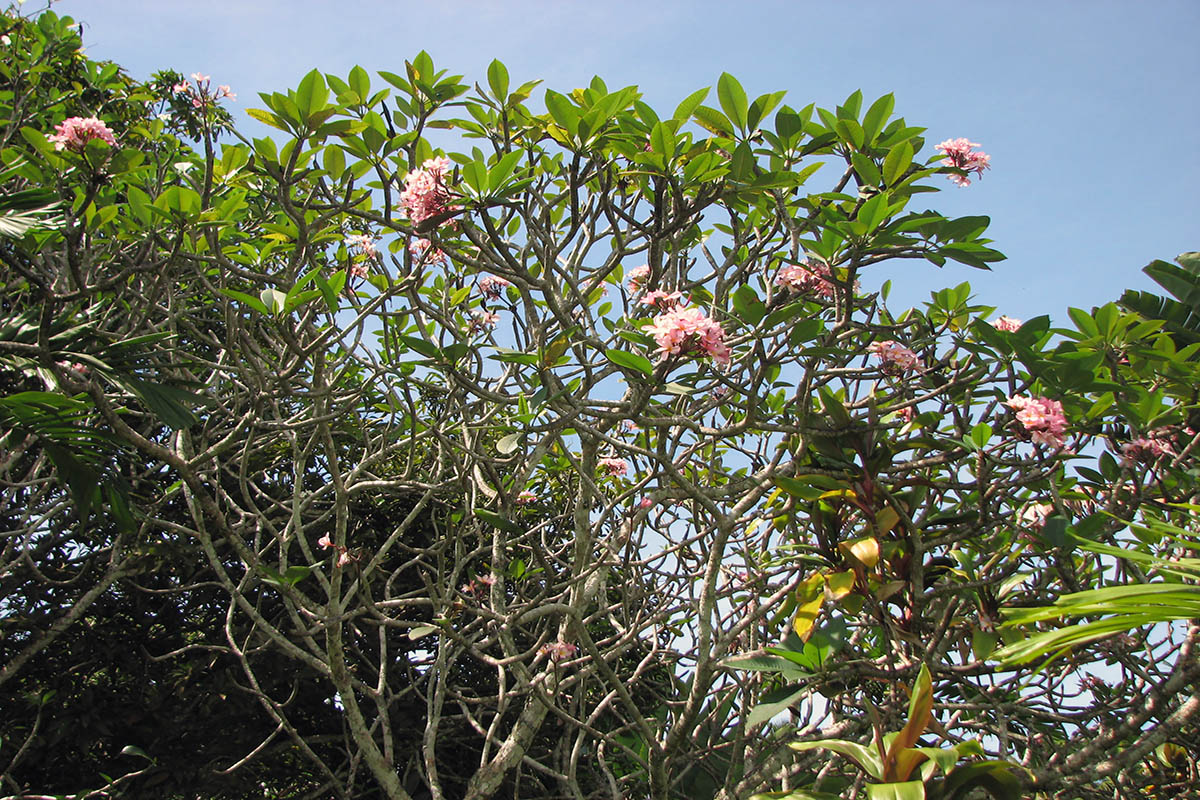 Image of genus Plumeria specimen.