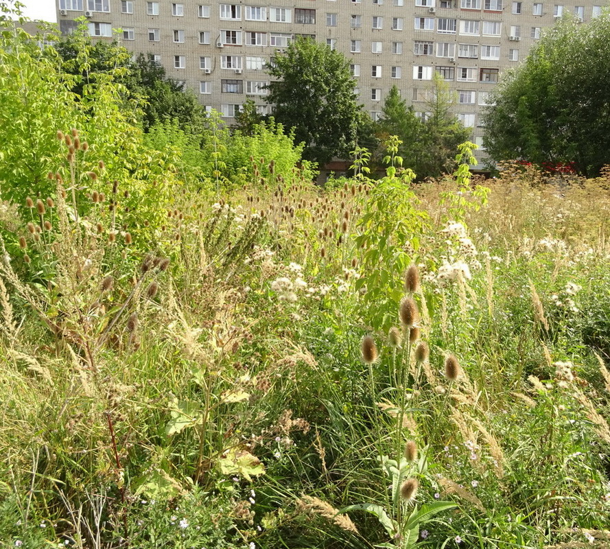 Изображение особи Dipsacus fullonum.