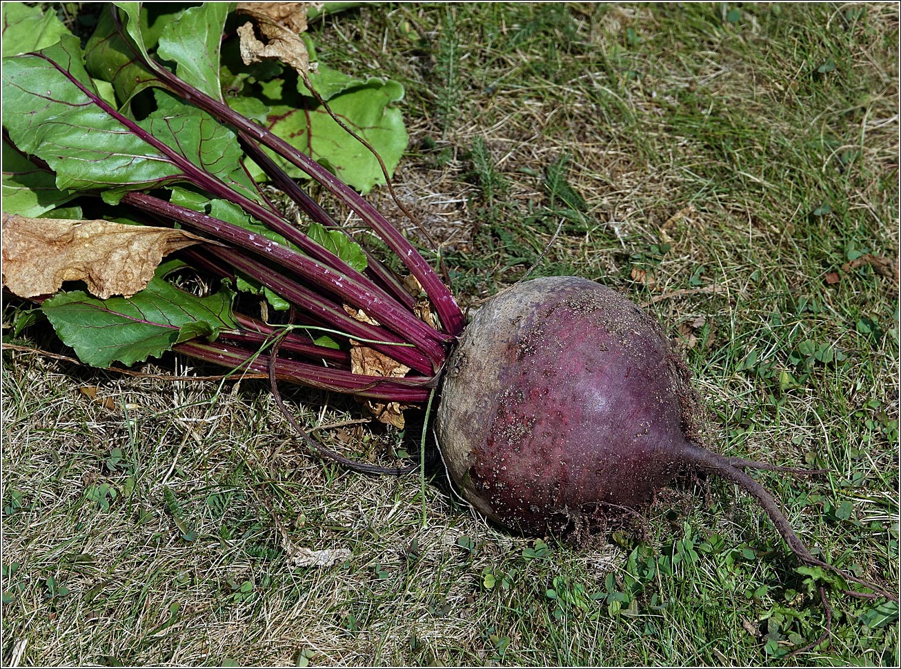 Image of Beta vulgaris specimen.