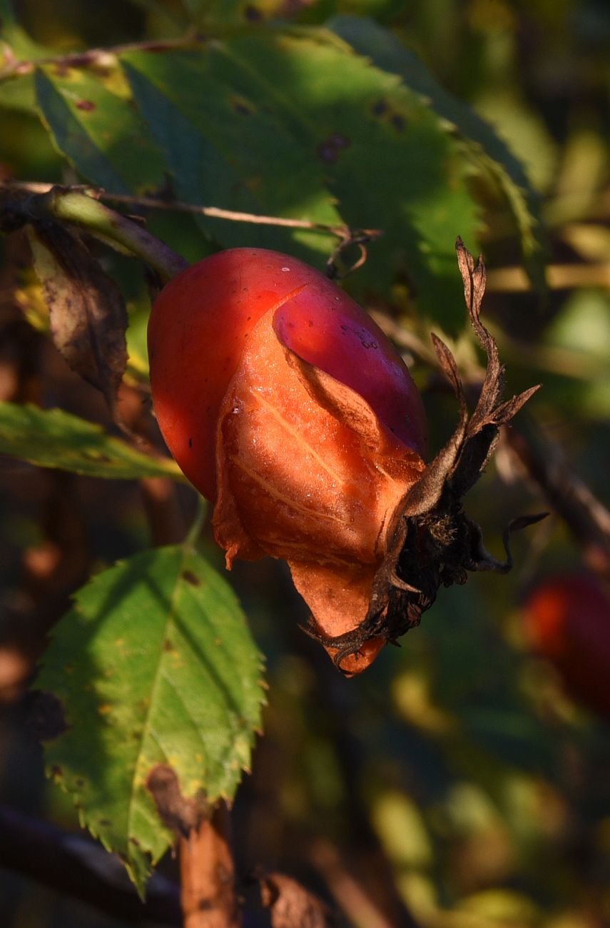 Image of genus Rosa specimen.