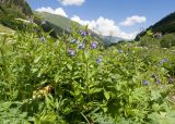 Symphytum asperum. Цветущее растение. Карачаево-Черкесия, Урупский р-н, Кавказский биосферный заповедник, Имеретинское ущелье, ≈ 1900 м н.у.м., субальпийский луг. 30.07.2022.