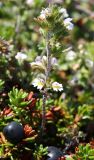 Euphrasia frigida. Цветущее растение. Мурманская обл., Восточный Мурман, окр. пос. Дальние Зеленцы, приморский вороничник на берегу Дальнезеленецкой бухты. 04.08.2010.