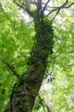 Hedera pastuchovii