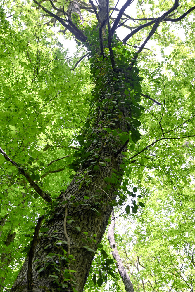 Image of Hedera pastuchovii specimen.