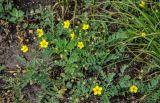 Potentilla bifurca. Цветущее растение. Алтайский край, Змеиногорский р-н, восточный берег оз. Колыванское, у подножия скалы. 28.06.2021.