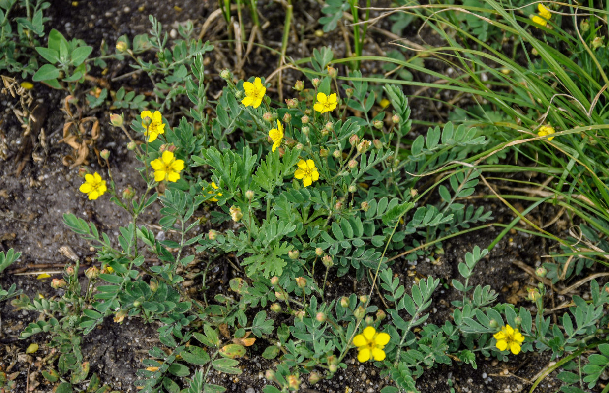 Изображение особи Potentilla bifurca.