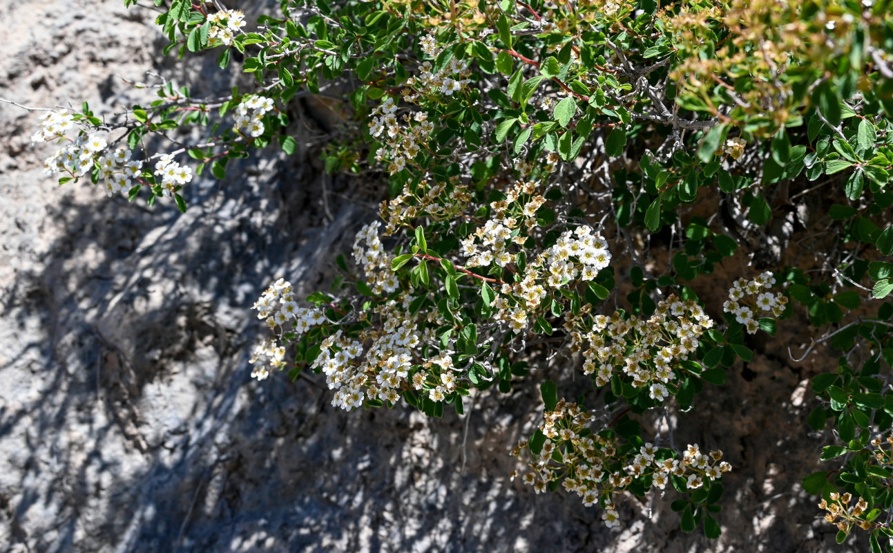 Image of Spiraea pilosa specimen.