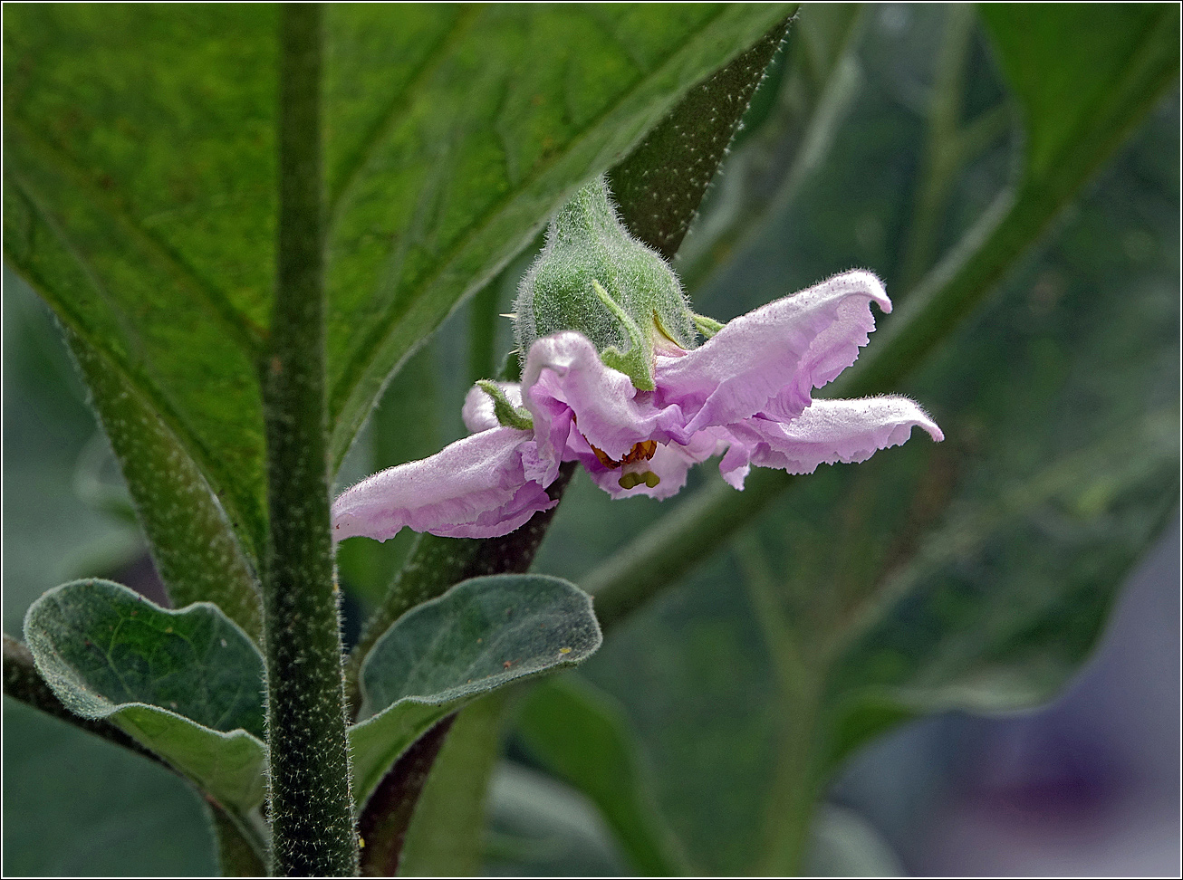 Image of Solanum melongena specimen.